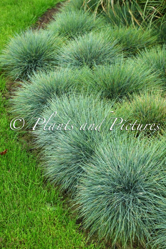 Festuca glauca ‘Azurit’