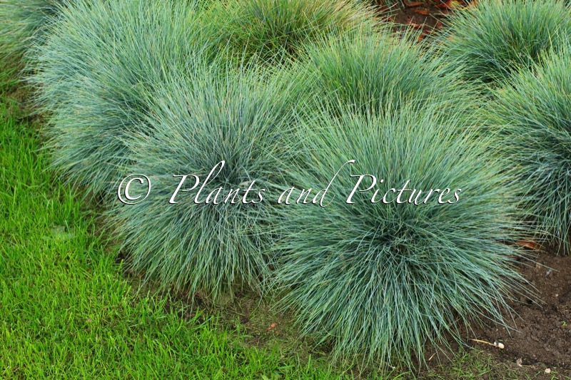 Festuca glauca ‘Azurit’