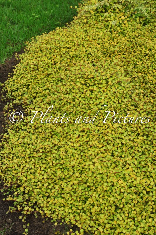 Muehlenbeckia complexa ‘Golden Girl’