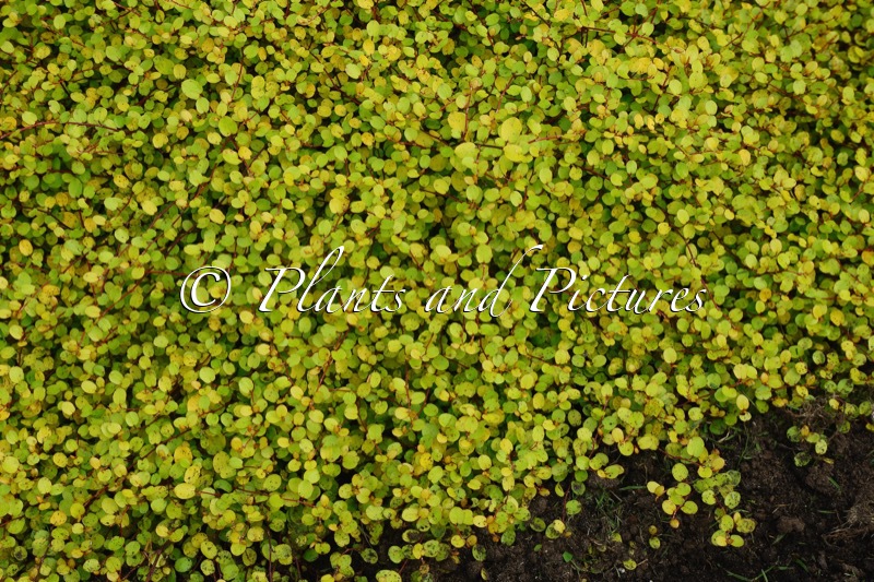 Muehlenbeckia complexa ‘Golden Girl’
