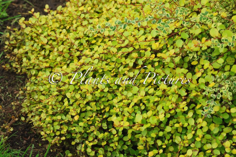 Muehlenbeckia complexa ‘Golden Girl’