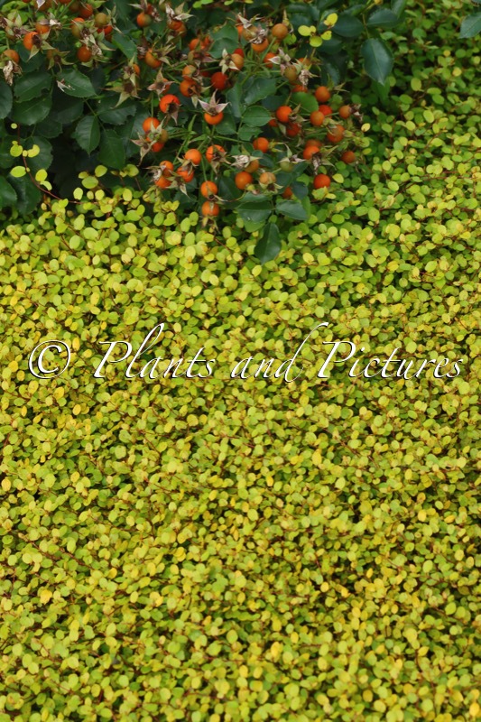 Muehlenbeckia complexa ‘Golden Girl’