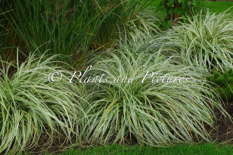 Carex ‘Feather Falls’