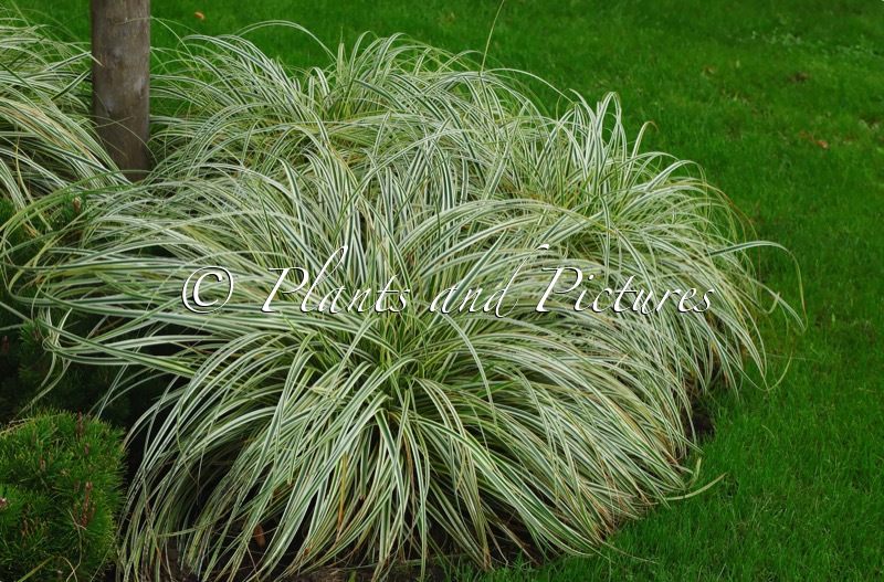 Carex ‘Feather Falls’