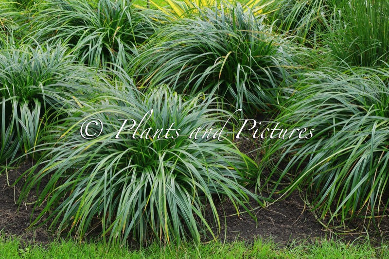 Carex ‘ET CRX02’ (RIBBON FALLS)
