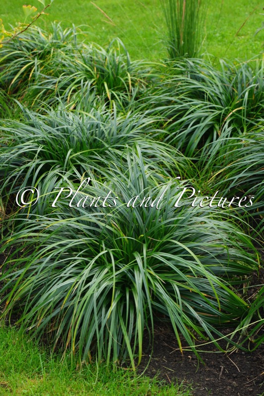 Carex ‘ET CRX02’ (RIBBON FALLS)