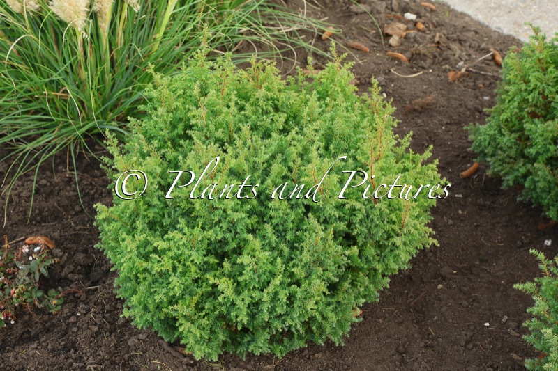 Thuja occidentalis ‘Schnupp 11’ (FOREVER YOUNG)