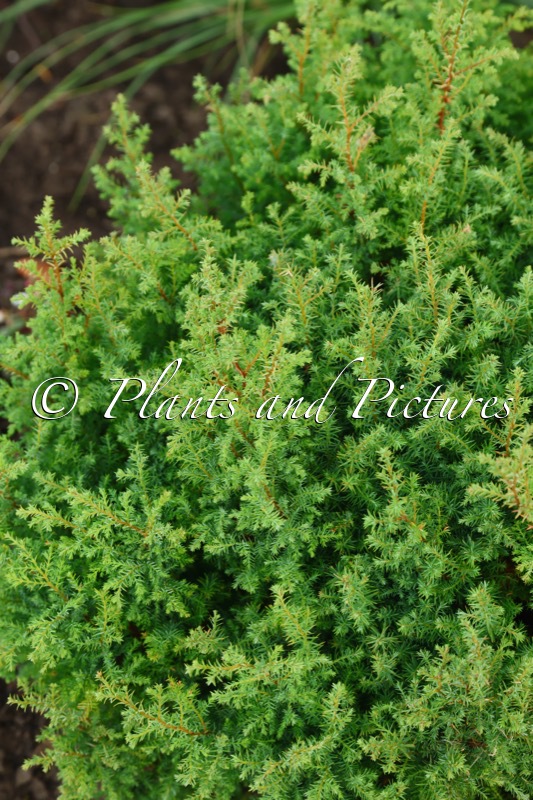 Thuja occidentalis ‘Schnupp 11’ (FOREVER YOUNG)