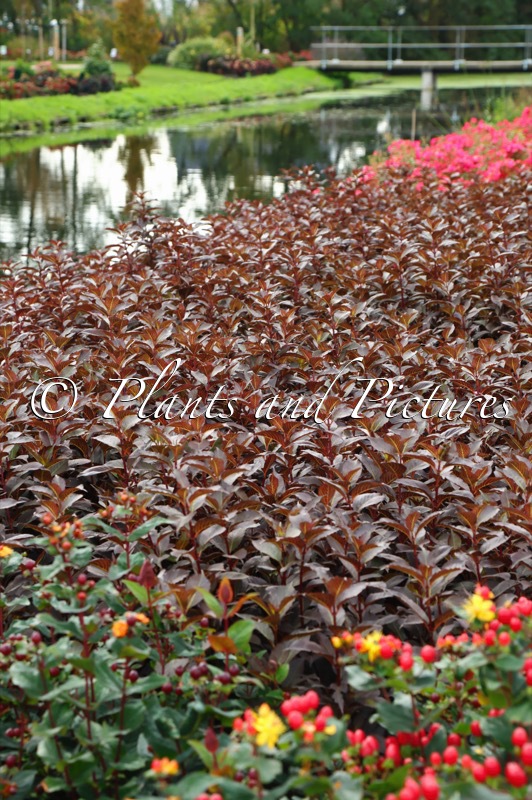 Weigela ‘Bokrashine’ (NAOMI CAMPBELL; SHINING FANTASY)