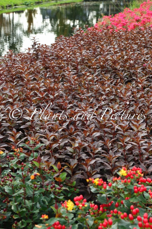 Weigela ‘Bokrashine’ (NAOMI CAMPBELL; SHINING FANTASY)