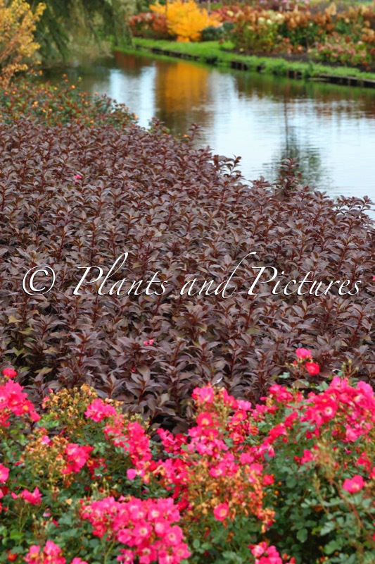 Weigela ‘Bokrashine’ (NAOMI CAMPBELL; SHINING FANTASY)