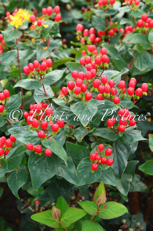 Hypericum ‘Kolmaref’ (RED GEM)