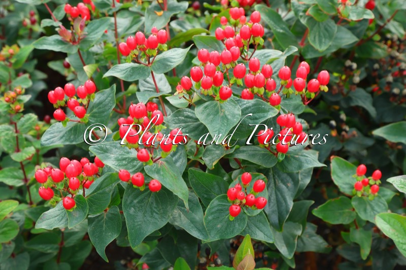Hypericum ‘Kolmaref’ (RED GEM)