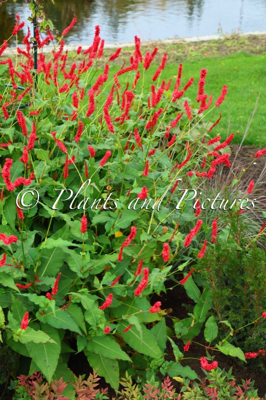 Persicaria amplexicaulis ‘Cojape 01’ (BLOODY MARY)