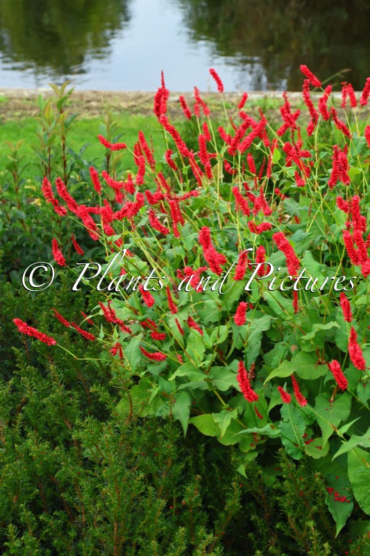 Persicaria amplexicaulis ‘Cojape 01’ (BLOODY MARY)