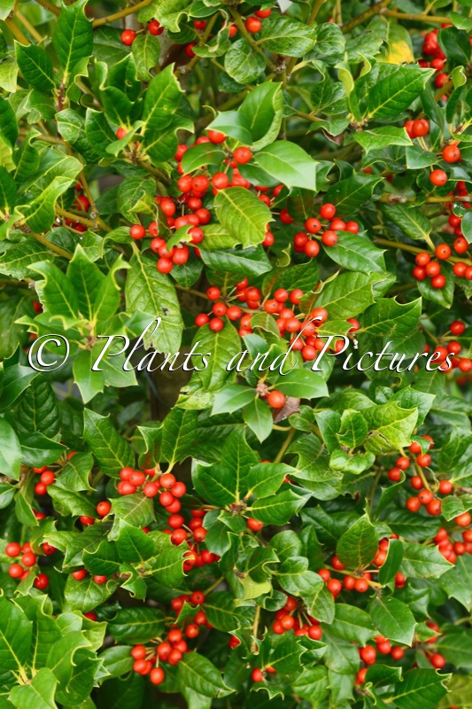 Ilex ‘Nellie R. Stevens’