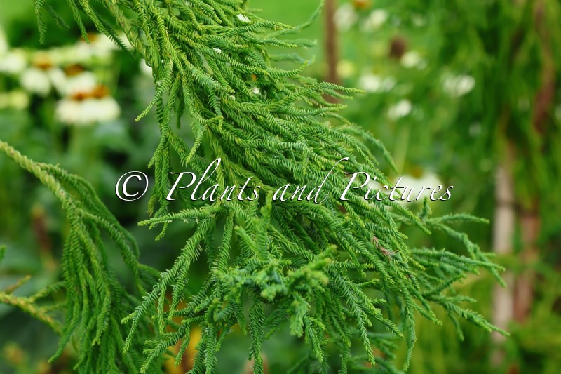 Cryptomeria japonica ‘Rasen’