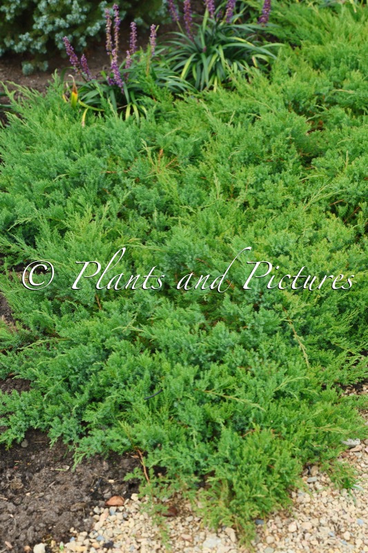 Juniperus davurica ‘Leningrad’