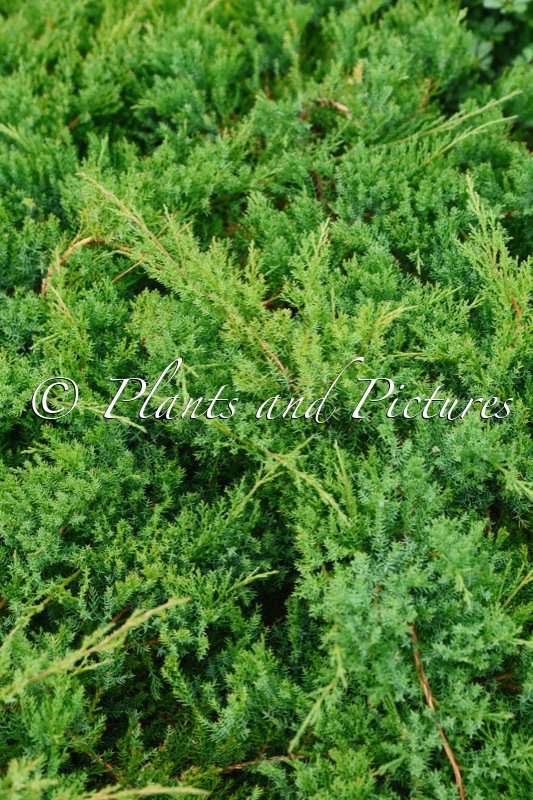 Juniperus davurica ‘Leningrad’