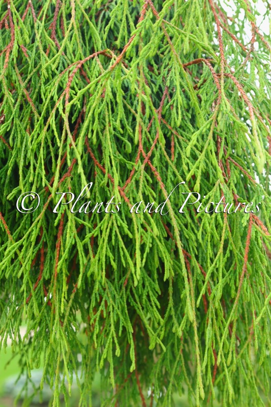 Thuja plicata ‘Kager’s Beauty’