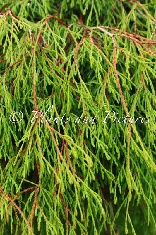 Thuja plicata ‘Kager’s Beauty’