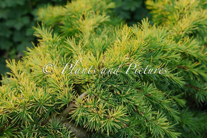 Cedrus deodara ‘Lime Glow’