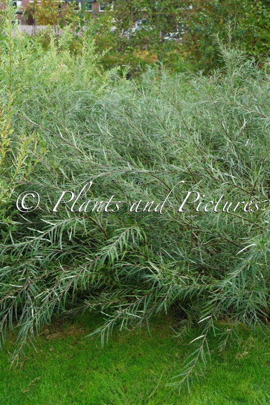 Salix ‘Palmowa’
