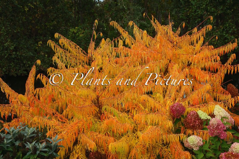 Rhus typhina ‘Bailtiger’ (TIGER EYES)