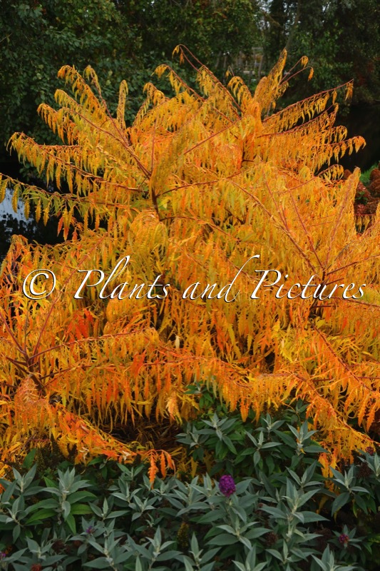 Rhus typhina ‘Bailtiger’ (TIGER EYES)