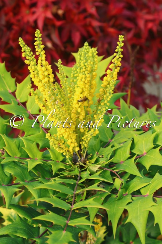 Mahonia sheridaniana