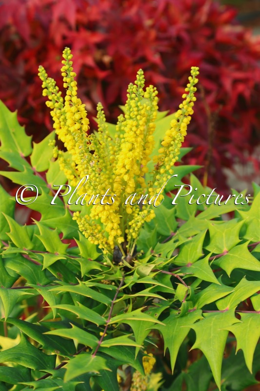 Mahonia sheridaniana