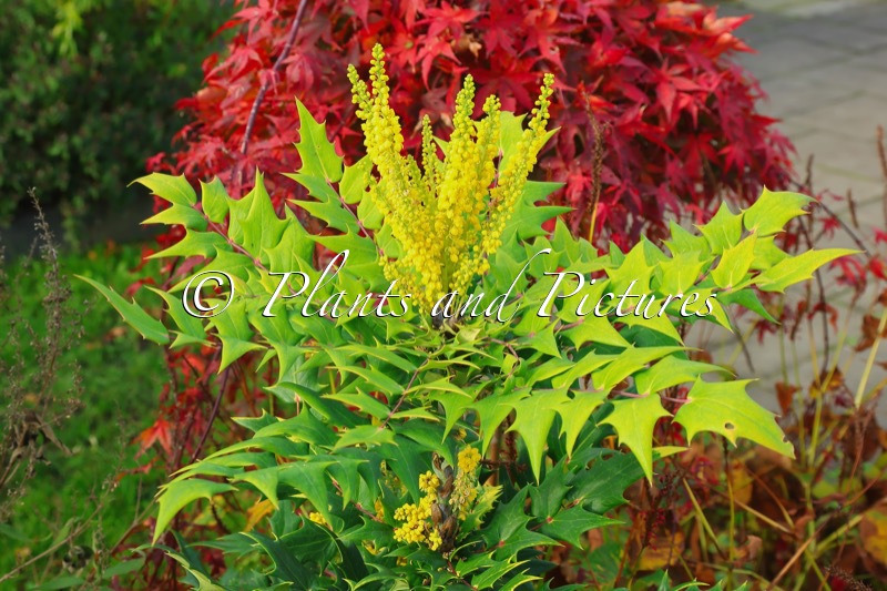 Mahonia sheridaniana