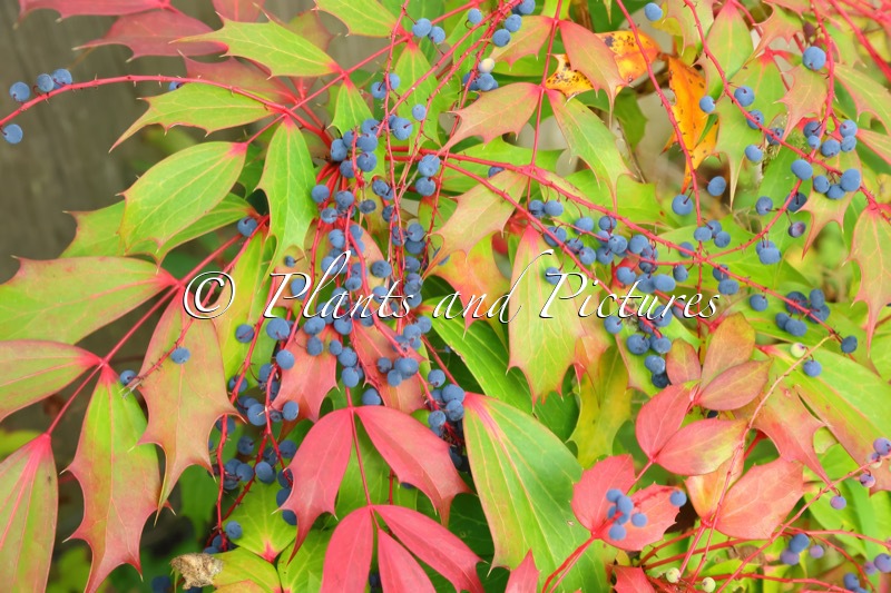 Mahonia ‘Cabaret’