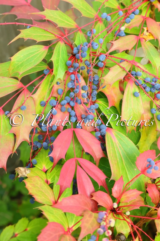 Mahonia ‘Cabaret’