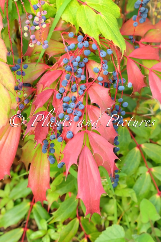 Mahonia ‘Cabaret’