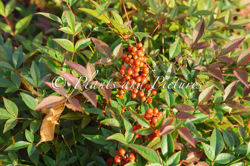Nandina domestica ‘Murasaki’ (FLIRT)