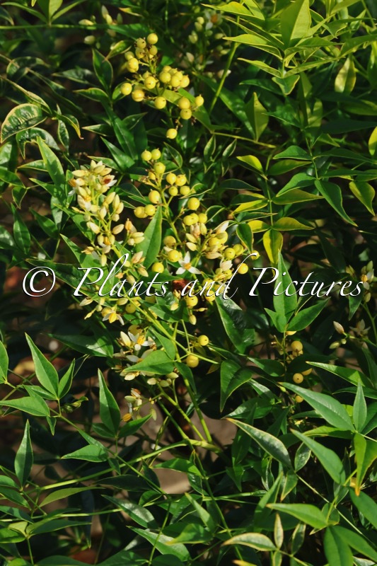 Nandina domestica ‘Selten004’ (BRIGHTLIGHT)