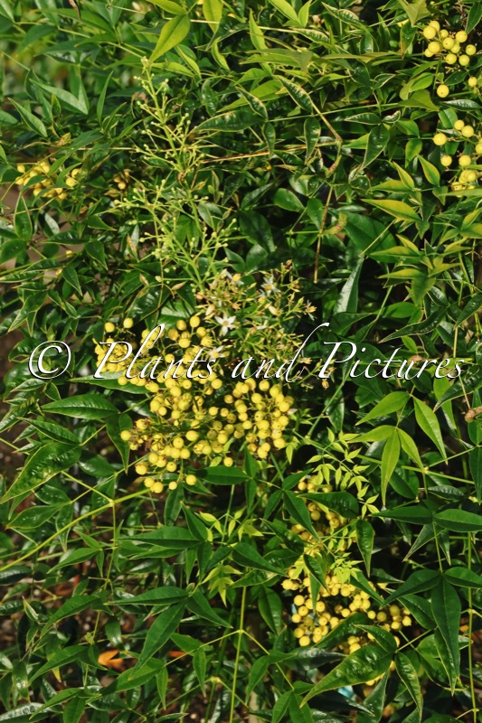 Nandina domestica ‘Selten004’ (BRIGHTLIGHT)