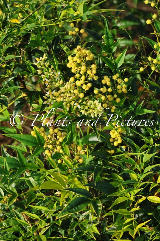 Nandina domestica ‘Selten004’ (BRIGHTLIGHT)