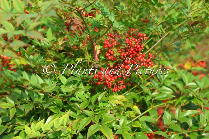 Nandina domestica ‘Richmond’