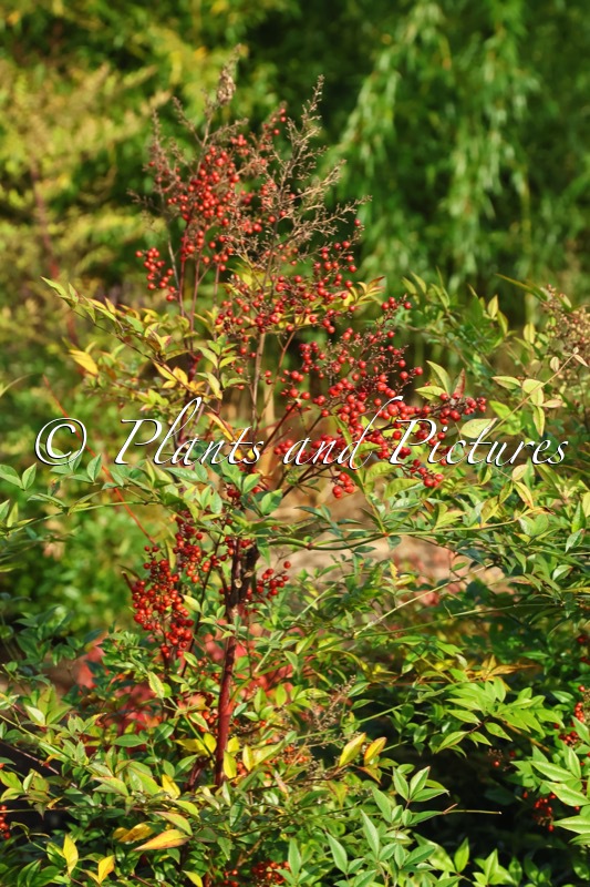 Nandina domestica ‘Richmond’