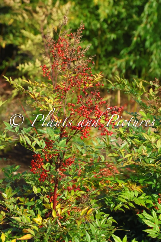 Nandina domestica ‘Richmond’