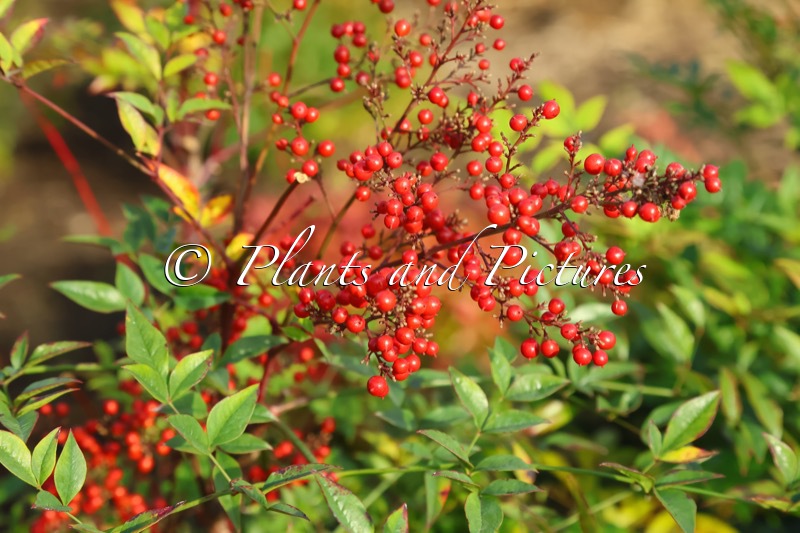 Nandina domestica ‘Richmond’