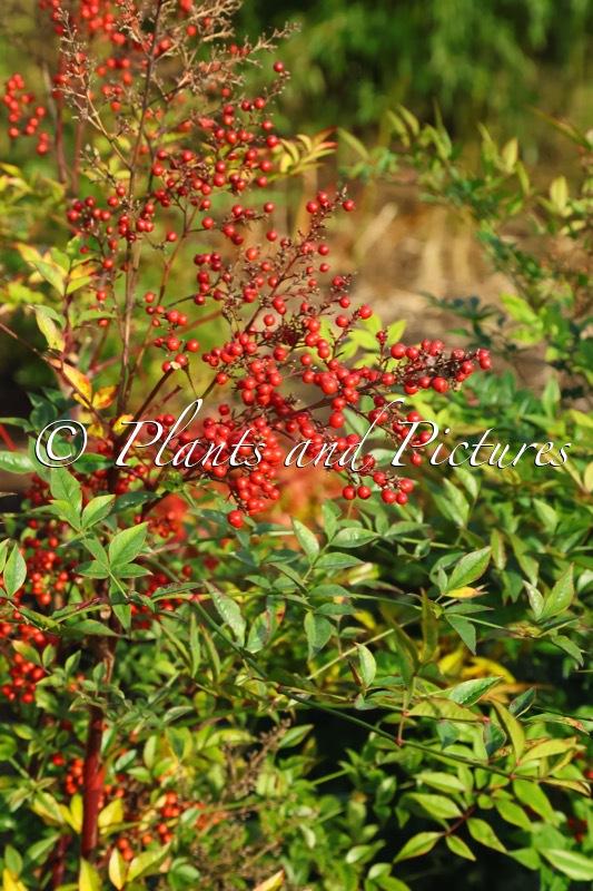 Nandina domestica ‘Richmond’