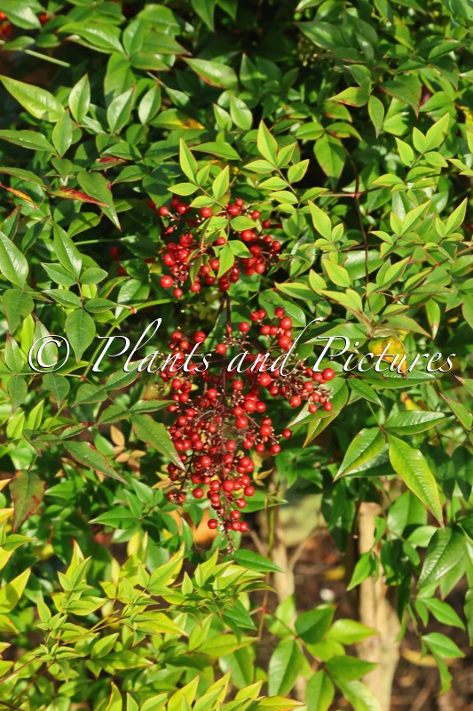 Nandina domestica ‘Richmond’