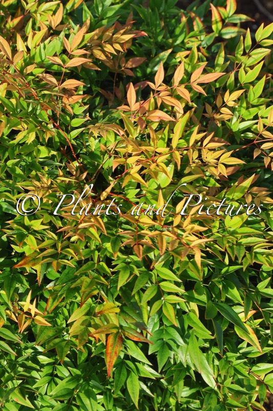 Nandina domestica ‘Monfar’ (MAGICAL SUNRISE; SIENNA SUNRISE)