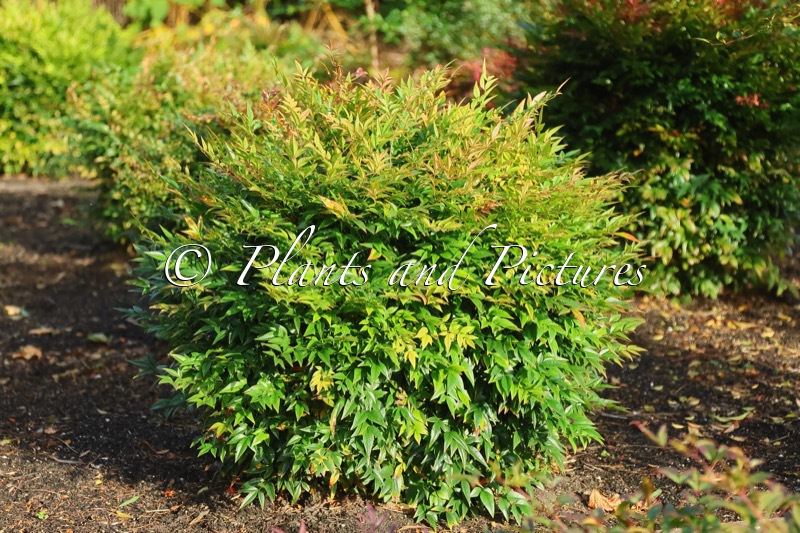 Nandina domestica ‘Monfar’ (MAGICAL SUNRISE; SIENNA SUNRISE)