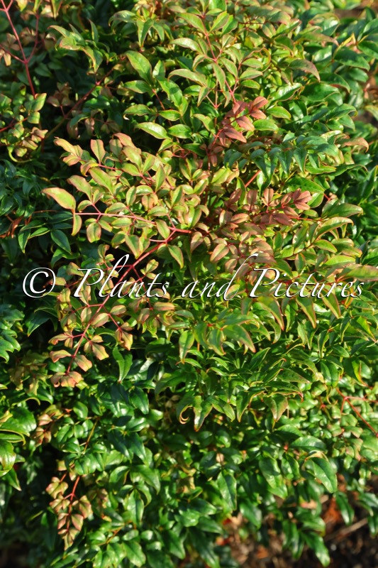 Nandina domestica ‘PB01’ (CURLY OBSESSED)