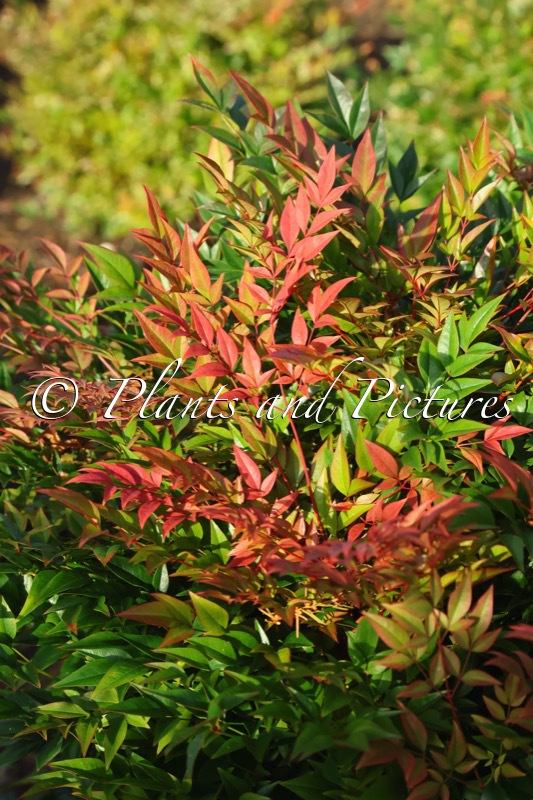 Nandina domestica ‘Seika’ (OBSESSED)