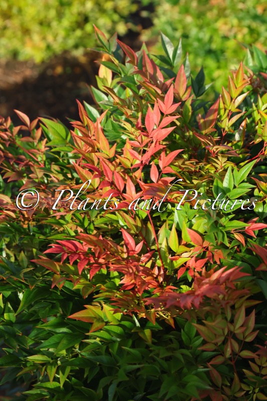 Nandina domestica ‘Seika’ (OBSESSED)